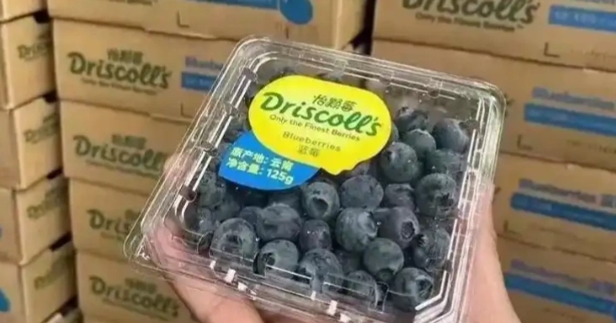 怡颗莓高价光环下的本土化种植撕裂与品质失控
