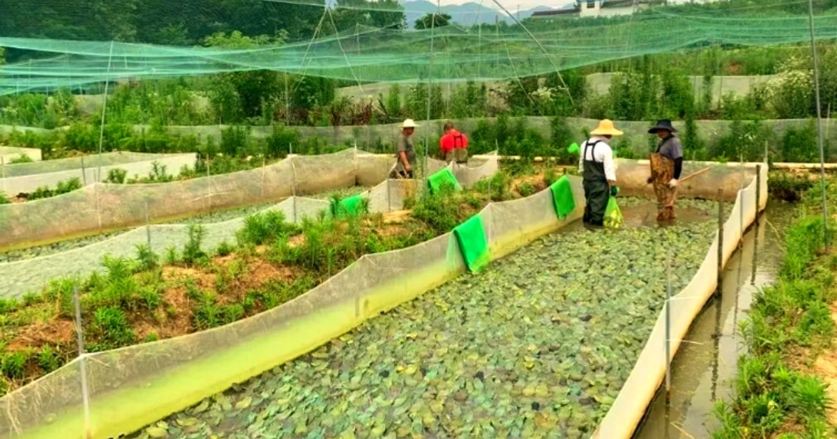 1万元罚款、冒用厂名与查验失守:百亿牛蛙产业链末梢的食安隐形窟窿